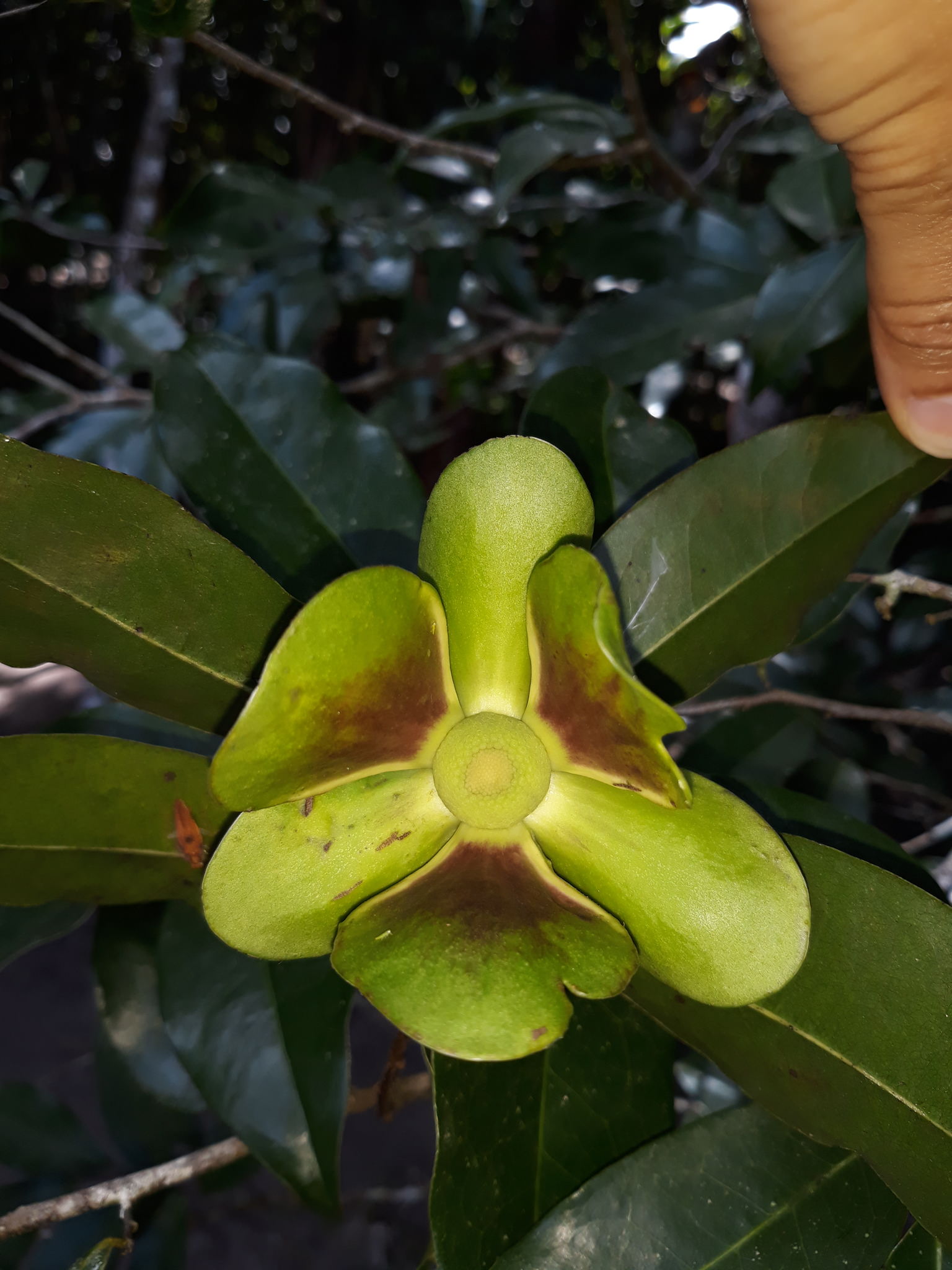 Mosannona depressa